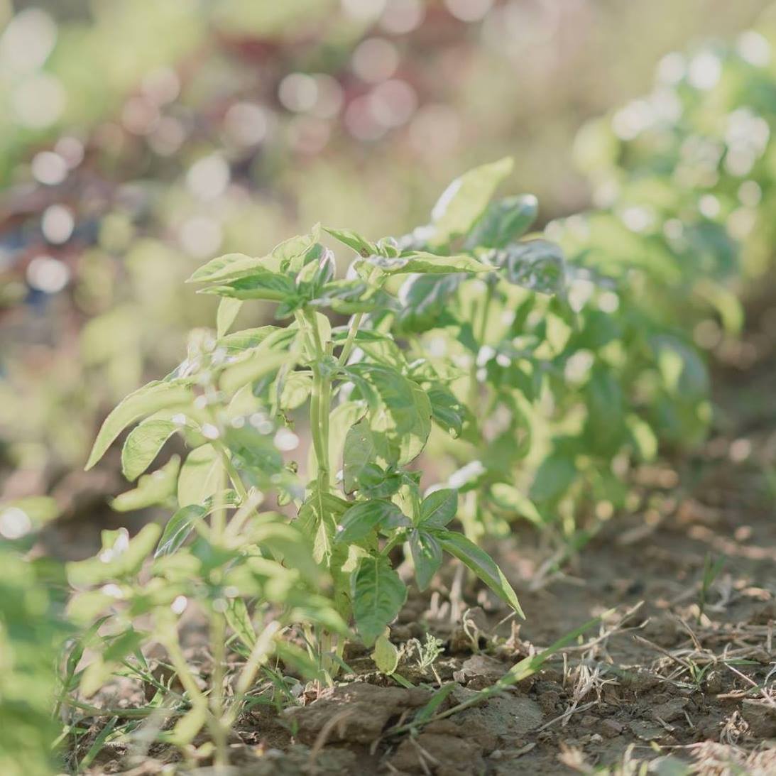 biotique-superpeople